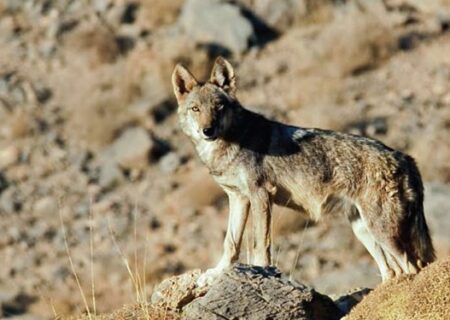 گرگ جان کودک 8 ساله را در تبریز گرفت