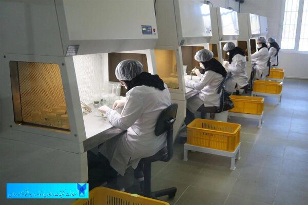 تولید ماهانه ۲۵ هزار گیاه زینتی در سرای نوآوری کشت‌بافت رفسنجان/ رشد ۵ برابری درآمدها در دو سال