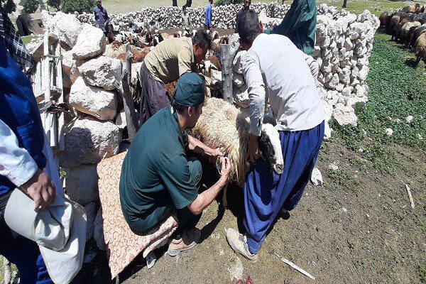 واکسیناسیون ۲۶ هزار رأس دام در مناطق محروم چهارمحال و بختیاری