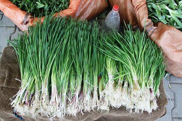 گیاه شنگ چیست و چه خواصی دارد؟