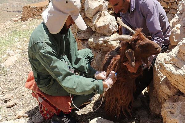 واکسیناسیون ۱۶ هزار رأس دام سبک و سنگین در مناطق محروم چهارمحال و بختیاری